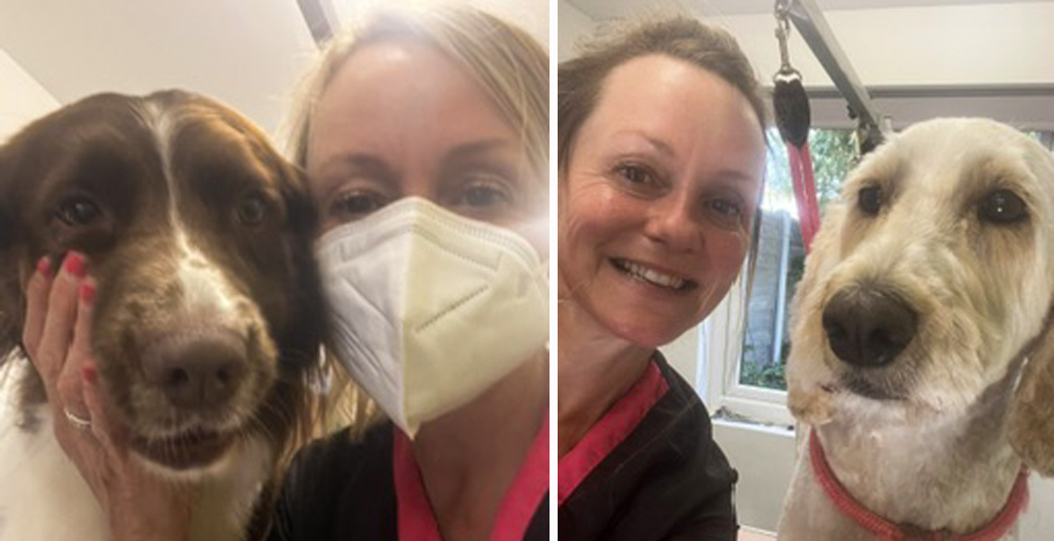dog grooming Totton