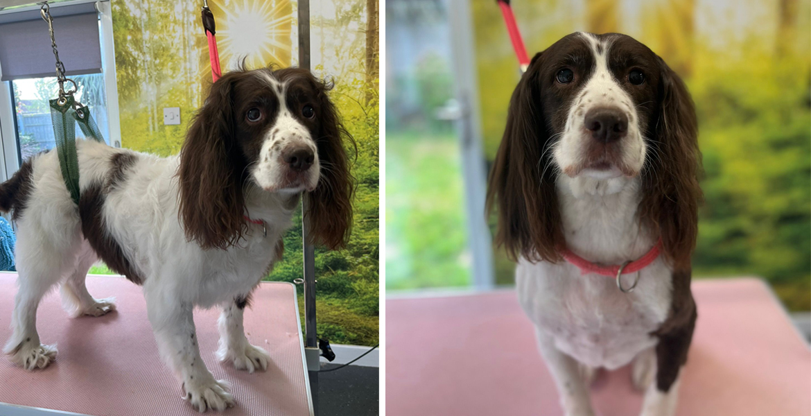 dog grooming Totton