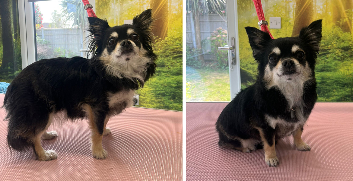 dog grooming Totton