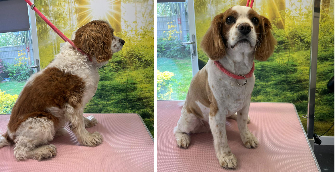 dog grooming Totton