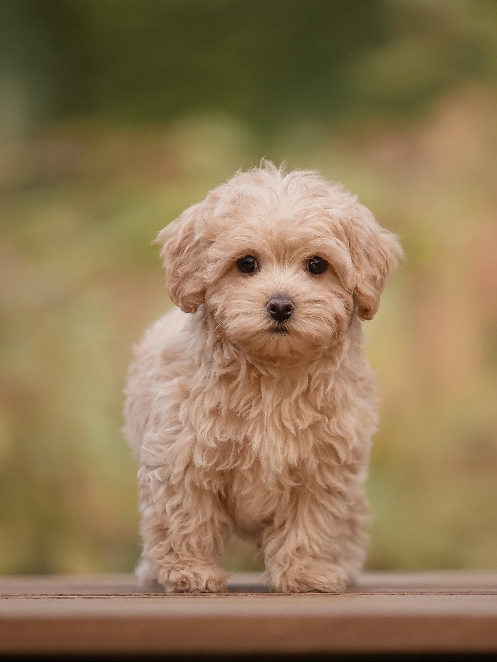 cute puppy